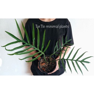 ส่งฟรี ฟิโลเดนดรอน ทอทั่ม Philodendron tortum ไวด์ฟอร์ม wide form ราคาสุดคุ้ม ฟอร์มใหญ่ ส่งทั้งกระถาง ได้ต้นตามภาพ