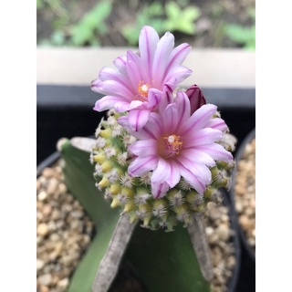 ไม้กราฟเทอร์บิด่าง Turbinicarpus pseudopectinatus variegated