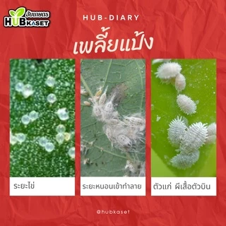 💥💥 สินค้ายกลัง 💥💥 ไวต์ออยล์ 1ลิตร*12ขวด (ไวต์ออยล์) ป้องกันเพลี้ยหอย เพลี้ยไฟ เพลี้ยแป้ง เพลี้ยไก่แจ้ แมลงหวี่ขาว