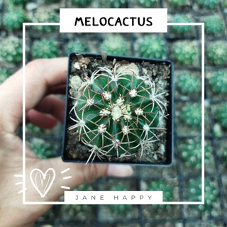 เมลโลแคตตัส Melocactus ต้นกระบองเพชรในกระถาง 2 นิ้ว 🌵🌵