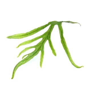 รากดำ ‘ไทรเด้นท์’ เลือกขนาดได้ – MICROSORUM PTEROPUS ‘TRIDENT’ ต้นไม้น้ำ