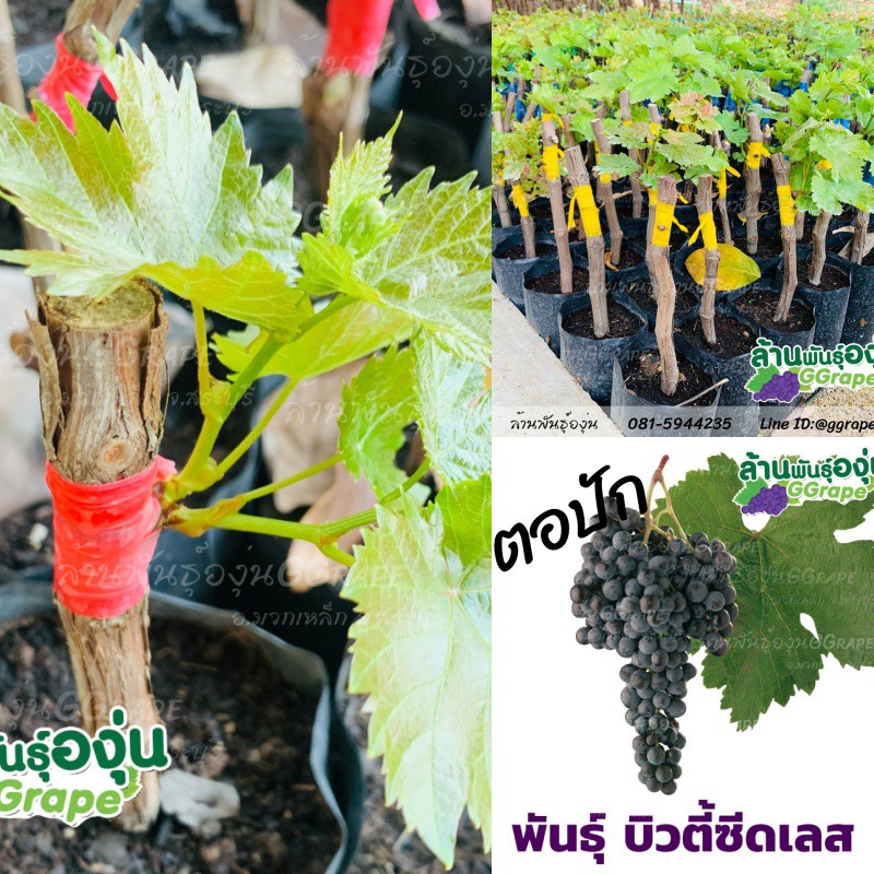 ตอปักองุ่น พันธุ์บิวตี้ ซีดเลส (Beauty Seedless) ไร้เมล็ด