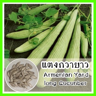 พร้อมส่ง❗ รหัส 159 เมล็ดพันธุ์ OP แท้  แตงกวายาว - Armenian Yard long Cucumber เมล็ดดอกไม้ ดอกไม้ปลูกสวยๆ เมล็ดผัก