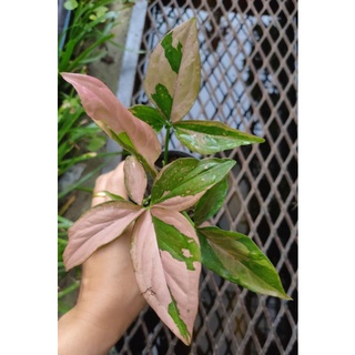 syngonium pink splash ซินโกเนียม พิ้งค์สแปลชช็อค  พิ้งสแปลช สีช็อคโกแลต