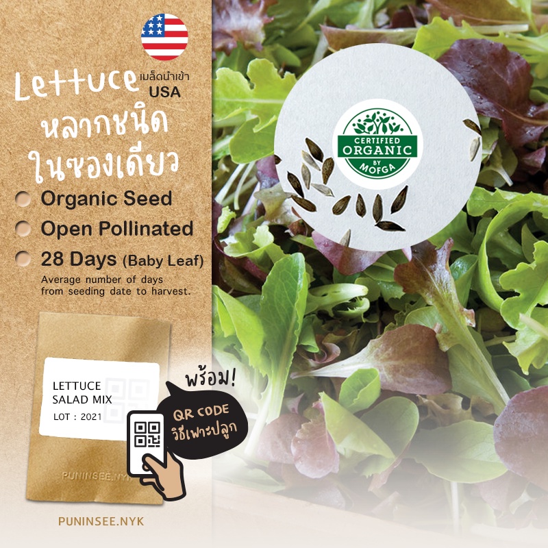 1แถม1 เมล็ดผักนำเข้า สลัดมิกซ์ Lettuce Salad Mix (Organic Seed) Baby Leaf รวมผักสลัด คละชนิด ปันอินทรีย์