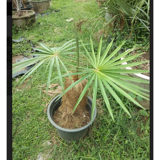 ต้นปาล์มเคราฤาษี ไม้ประดับ สูง 70 ซม ขึ้นไป ที่โคนมีเคราขึ้นทุกต้นไม่ต้องรอนาน ถุงใหญ่ หนักมาก ต้นสวยๆ ราคาถูก - รูปที่ 2