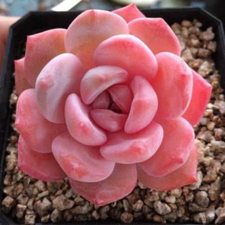 Echeveria laui 🌺50pcs.