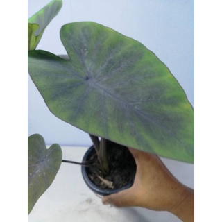 colocasia black magic บอนดำแบล็คเมจิก  ส่งแบบกระถาง4นิ้ว