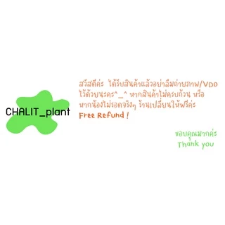 ต้นดอกไอริส สีเหลือง 10เหง้า (ไอริสน้ำ) iris ไม้พุ่มทนแดด ไม่ประดับ ต้นไอริส ไอริสเหลือง ไอริส