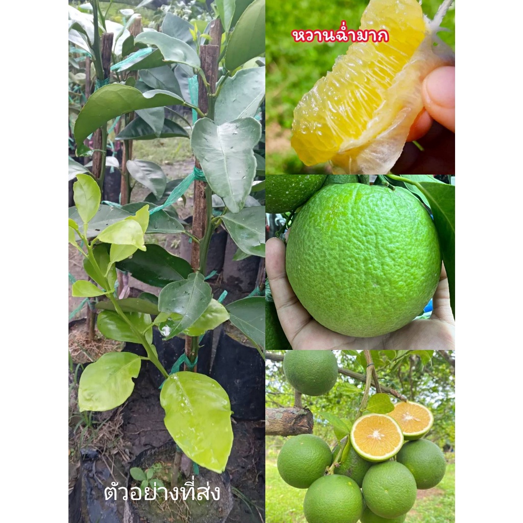 (รับ3ต้น)(ต้นเพาะเมล็ด) #ส้มเช้ง สายพันธ์หวานฉ่ำน้ำเยอะต้นเตี้ย แฮปปี้