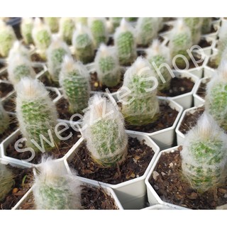 กระบองเพชรผู้เฒ่า หรือกระบองเพชรคนแก่ (Old man cactus) หรือ เอสโพทัว (Espostoa) กระถาง 2 นิ้ว  จำหน่ายกระถางล่ะ 59 บาท