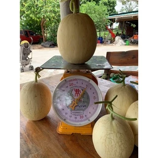 เมล็ดพันธุ์ แคนตาลูป สวีท D25 ตราตะวันต้นกล้า ลอตใหม่