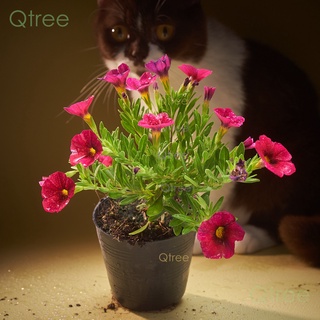 ต้นพิทูเนียแคระดอกสีแดง  calibrachoa mini petunias50 เมล็ด (ไม่ใช่พืชที่มีชีวิต)