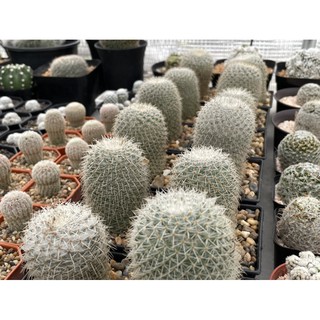 แมมเข็มเงิน แมมลูกผสม แมมนกฮูกป่า แมมนกฮูกลูกผสม ขนาด 5-6 cm mammillaria microthele หัวกลมสวย น่ารักๆ ราคาเบาๆ