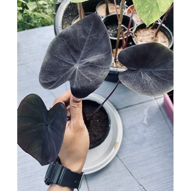 บอนดำ แบล็กโครอน Colocasia esculenta ‘Black Coral’