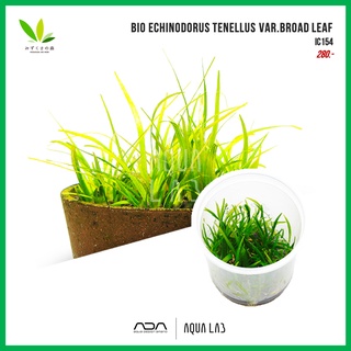 BIO Mizukusa no Mori Echinodorus tenellus var.broad leaf (เทเนลุสใบกว้าง) [ไม้น้ำ - Aquatic Plant]