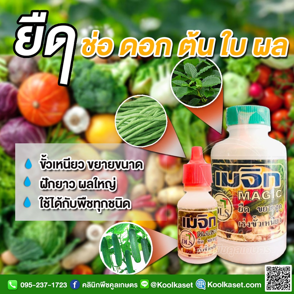 ยายืดผัก เมจิก 100 ซีซี ฮอร์โมน ต้นโตเร็ว ออกลูกขยาย ขั้วเหนียว ใช้ได้กับไม้ผล พืชผักทุกชนิด คูลเกษตร KH10