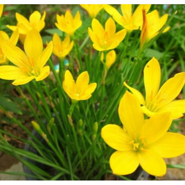 ขายเมล็ดพันธุ์บัวดิน ดอกสีเหลือง Yellow Rain Lily หรือ ดอกไม้แห่งลมตะวันตก 200 เมล็ด