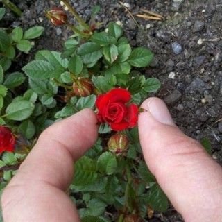 30 เมล็ด เมล็ดพันธุ์ ดอกกุหลาบ สีแดง พันธุ์แคระ กุหลาบจิ๋ว Rose Seeds