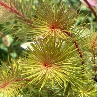 โรทาล่า วาลิชี่ - Rotala wallichii  (ขายเป็นกิ่ง) ต้นไม้น้ำ ต้นไม้ตู้ปลา สาหร่าย