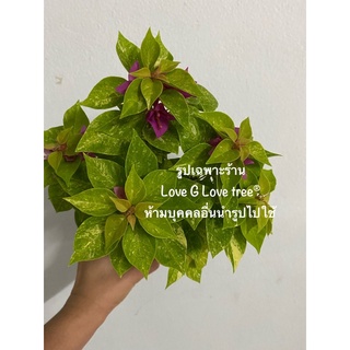 เฟื่องฟ้าสาวิตรีด่าง มี 2 สี กระถาง 6 นิ้ว ใบด่างสวย