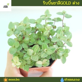 ริบบิ้นชาลีด่างทอง ริบบิ้นชาลี Gold ด่าง คัดด่าง ต้นไม้มงคล ไม้ฟอกอากาศ ไม้ด่าง พร้อมส่งกระถาง 3 นิ้ว