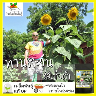 เมล็ดพันธุ์ ทานตะวัน รัสเซียดำ (พันธุ์ต้นสูง) 20 เมล็ด Black Russian Sunflower เมล็ดพันธุ์แท้ นำเข้าจากต่างประเทศ โตไว