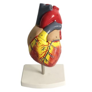 Anatomical Emulational Heart Anatomy viscera โมเดลของเล่นสำหรับเด็ก