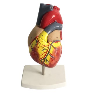 [FlameerMY❤] Human Lifesize Anatomical Emulational Heart Anatomy Viscera Model Learning MBLM