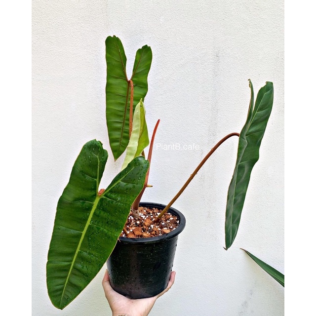 Philodendron billietiae ก้านส้ม🌱