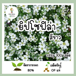 เมล็ดพันธุ์ ยิปโซฟิล่า สีขาว 300เมล็ด (Gypsophila)เมล็ดพันธุ์OPแท้ อัตราการงอกสูง 🌱