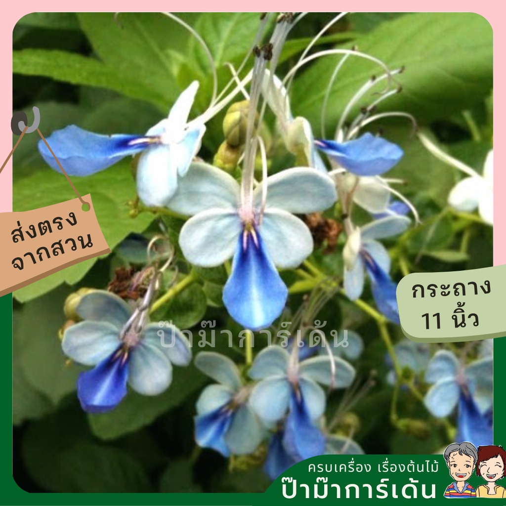 มุมมอง 7