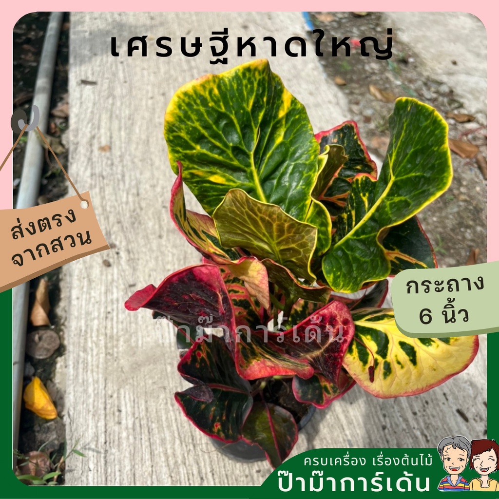 ต้นโกสน เศรษฐีหาดใหญ่ พร้อมกระถาง 6 นิ้ว