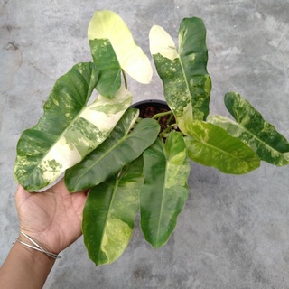 ฟิโลเบอมาร์คด่าง philodendron burle marx variegated