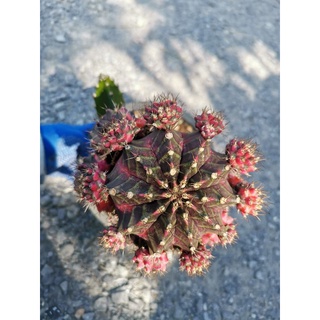 ทับทิมสยาม  หน่อเด็ดสด​ 1​ หน่อ​ Gymnocalycium​ ยิมโนด่าง​ โคลนทับทิมสยาม กระบองเพชร​ แคคตัส​ ไม้อวบน้ำ