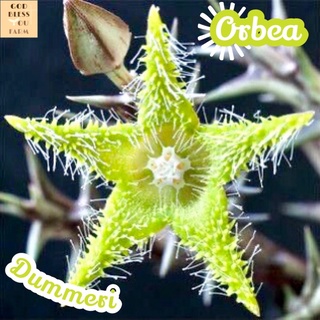 [เก๋งจีนดอกเขียว] Orbea Dummeri ส่งพร้อมกระถาง แคคตัส Cactus Succulent Haworthia Euphorbia ไม้หายาก พืชอวบน้ำ ไม้หนาม