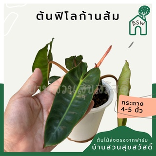 ฟิโลก้านส้ม ฟิโลเดนดรอนก้านส้ม Philodendron billietiae พร้อมส่ง กระถาง 6 นิ้ว ไม้เนื้อเยื้อ