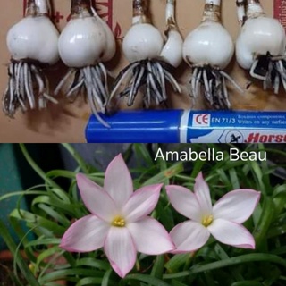 Amabella Beau ขายหัวขนาดออกดอก