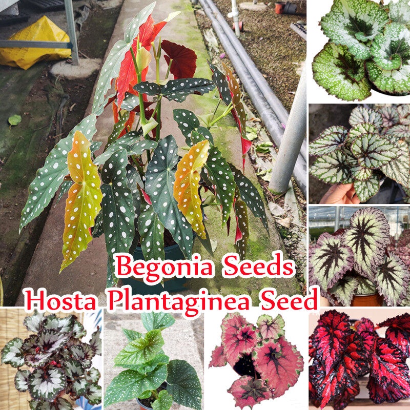 บีโกเนีย Mixed Colors Begonia Plants Seeds (50 Seeds) Hosta Plantaginea Flower Seeds ต้นไม้มงคล ต้นไ