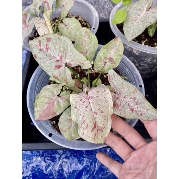 Syngonium Milk Confetti  ใหญ่(ทักแชทเลือกสินค้า)