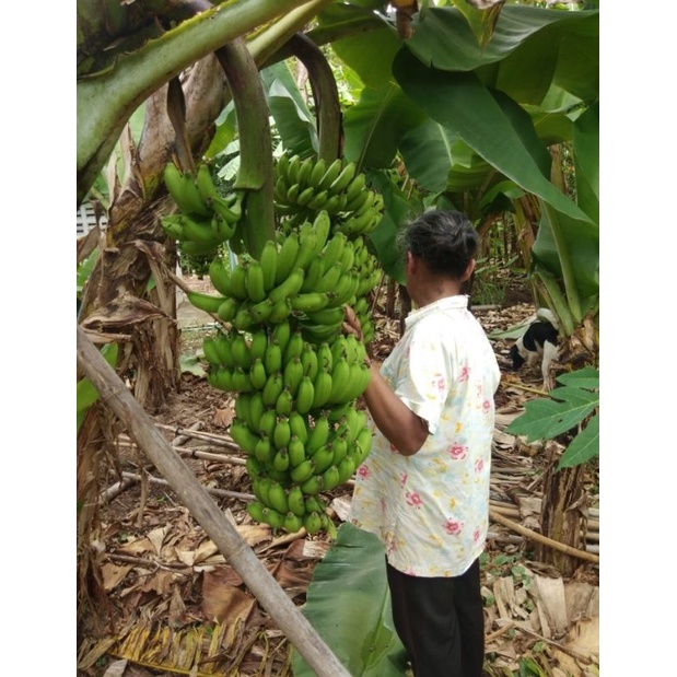 หน่อกล้วย กล้วยหอม - เขียว - ต้นเตี้ย