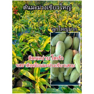 ต้นมะม่วง มะมาวงเขียวใหญ่ ลูกใหญ่พิเศษ ติดผลง่าย โตเร็ว ทนแล้ง