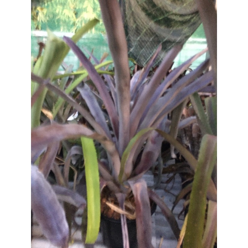 หน่อใหญ่ยักษ์ -แอคเมียม่วง  # สับปะรดสี#bromeliad# ต้นไม้สวยงาม# ไม้ประดับ# ตกแต่งบ้าน#bromeliad# ไม