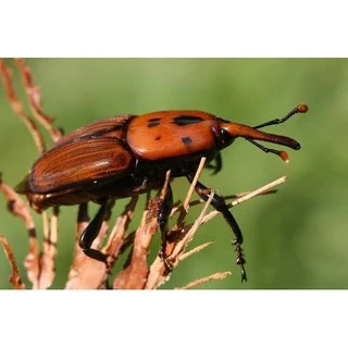 ฟีโรโมนล่อด้วงไฟ ใช้คู่กับถังล่อด้วง Rhynchophorus ferrugineus Pheromone