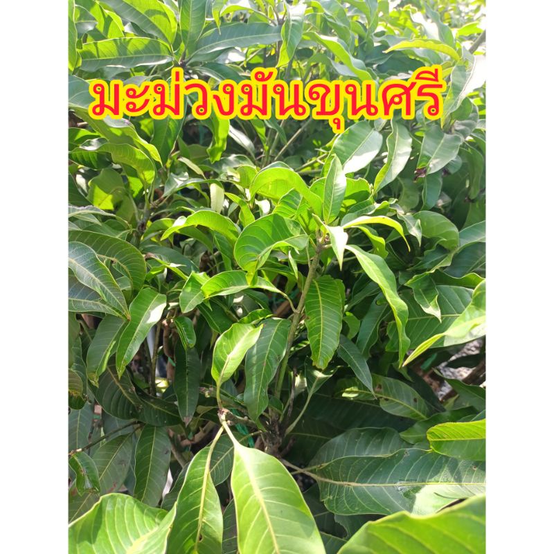 มะม่วงมันขุนศรีพันธุ์โบราณ