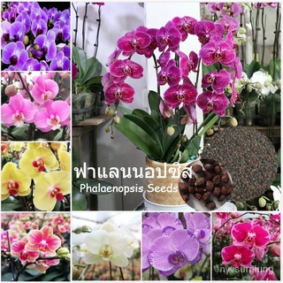 คละ สวนครัว ปลูก/ฟาแลนนอปซิส Phalaenopsis Flower Seeds บรรจุ 50 เมล็ด ทำสวน ต้นไม้มงคล ต้นไม้ฟอ/เมล็ด เมล็ดพันธุ์ ต้น