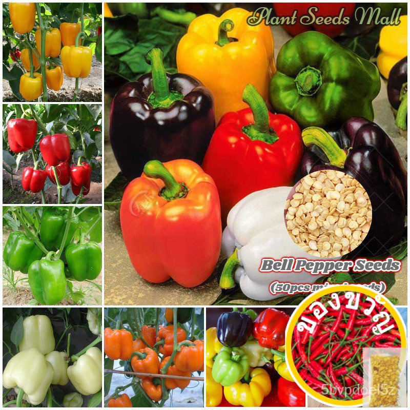 【ผมสูงชนิด】Rijk Zwaanระฆังหลากสีเมล็ดพริกไทยบอนไซอินทรีย์การทำสวนเมล็ดพันธุ์ผักผักกาดหอมของฉัน/สวน/ห