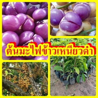 ต้นมะไฟข้าวเหนียวดำ มะไฟเนื้อสีม่วง ต้นพันธุ์เสียบยอดสูง 30-40 ซม.รับประกันพันธุ์แท้ 100%