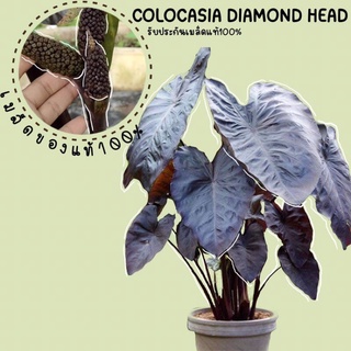 เมล็ดColocasia diamond head ของแท้