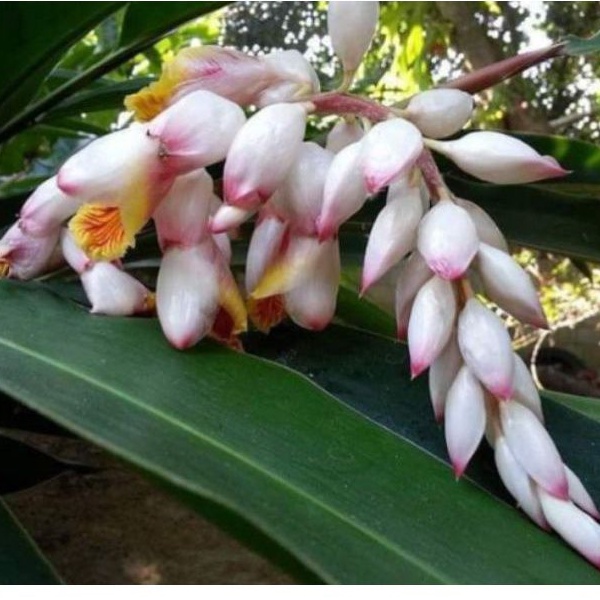 ขิงไข่มุก หรือ ข่าโคม เหง้าละ58บาท